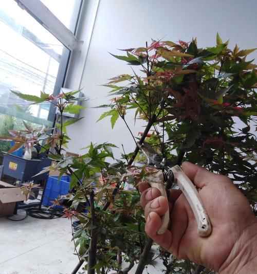 枫树换盆后浇水周期详解（正确的浇水方式能让枫树健康成长）