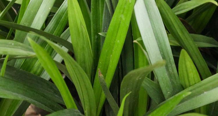 兰花的花语——深情、高洁、飘逸（探寻兰花的美丽内涵）