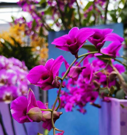 兰花的花语——深情、高洁、飘逸（探寻兰花的美丽内涵）