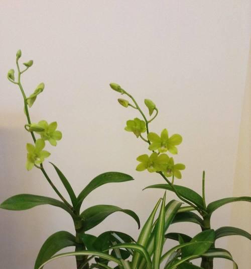兰花的花语——深情、高洁、飘逸（探寻兰花的美丽内涵）