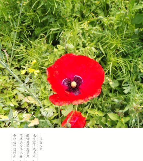 虞美人的花语与传说（迷人的虞美人花与传说中的爱情与死亡）
