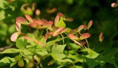 枫树开花的美丽时刻（揭秘枫树开花的季节）