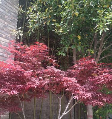 家门口的枫树之美（如何在家门口种植枫树）