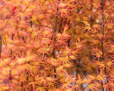 家门口的枫树之美（如何在家门口种植枫树）
