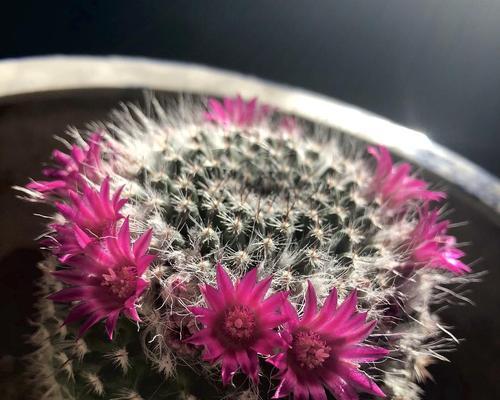 玉翁仙人球花语的奥秘（探寻玉翁仙人球背后的深意）