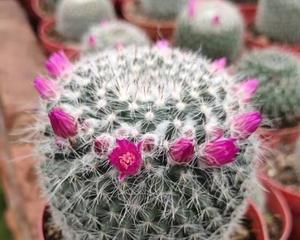 玉翁仙人球花语的奥秘（探寻玉翁仙人球背后的深意）