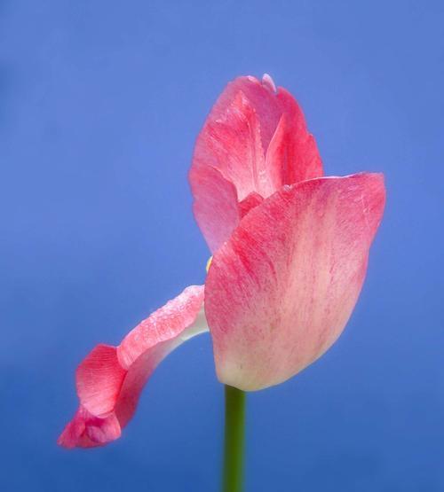 粉色郁金香花语的深意（探索郁金香花语中的温柔和浪漫）