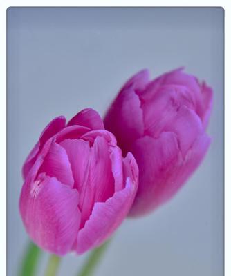 粉色郁金香花语的深意（探索郁金香花语中的温柔和浪漫）