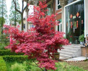 枫树的配土方法及种植土壤（打造适合枫树生长的土壤）