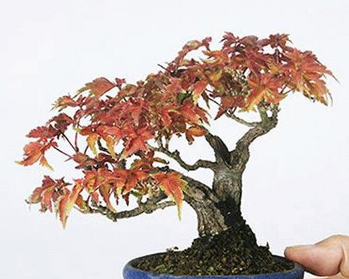 如何正确修剪枫树盆栽（枫树盆栽修剪技巧与方法）