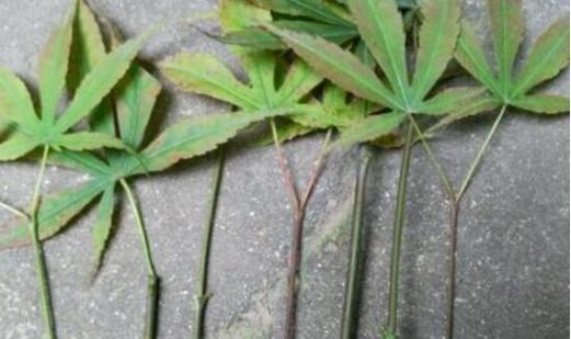 如何正确进行枫树扦插（时间）
