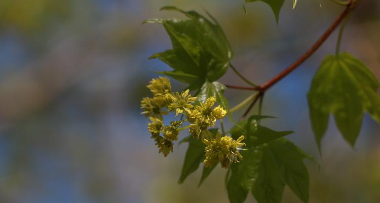 枫树的开花季节（揭秘枫树的花期与特点）