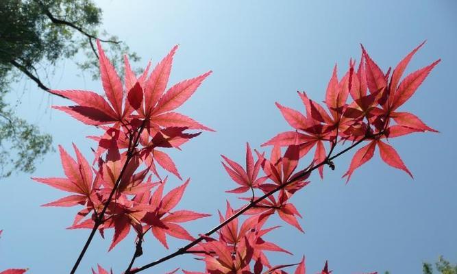 枫树的生长环境条件及特点（探究枫树所需的生长条件以及其独特的特点）