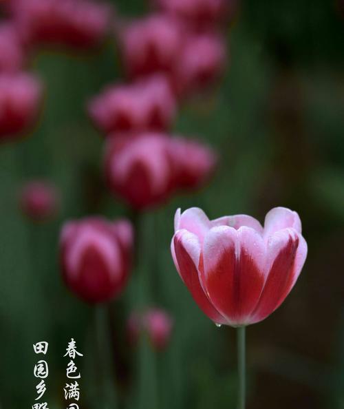 郁金香（探寻郁金香在世界的传奇与情怀）