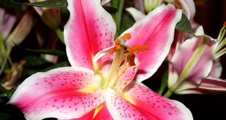 百合花的寓意与适合送礼的对象（传递美好祝福的花语与人群）