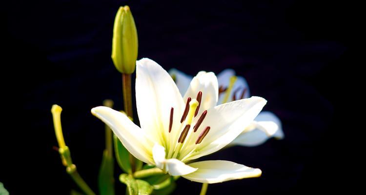 百合花的寓意与适合送礼的对象（传递美好祝福的花语与人群）