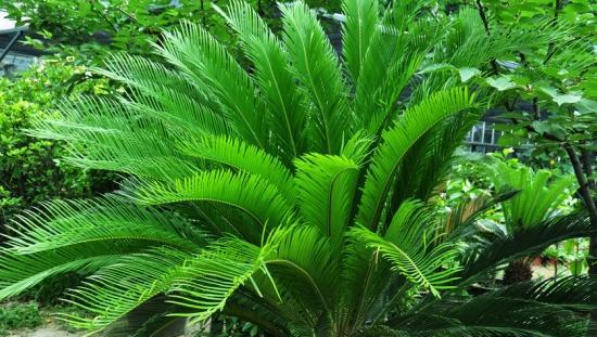 探究枫树的种类及其特点（枫树到底是裸子植物吗）