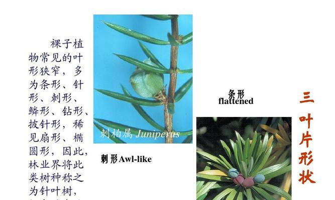 探究枫树的种类及其特点（枫树到底是裸子植物吗）