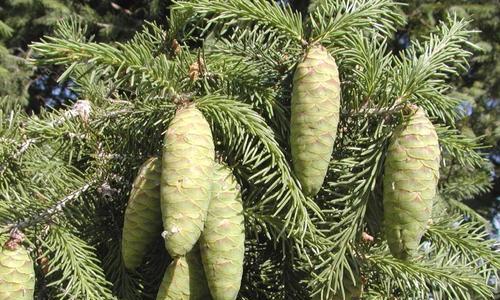 探究枫树的种类及其特点（枫树到底是裸子植物吗）