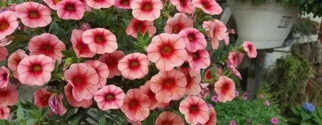 圆叶牵牛花语（探索圆叶牵牛花的花语）