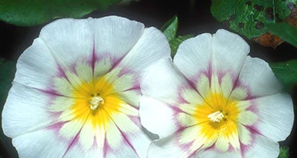 圆叶牵牛花语（探索圆叶牵牛花的花语）