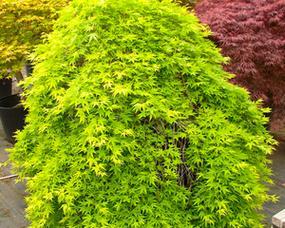 探究枫树的植物类型（枫树是什么植物）