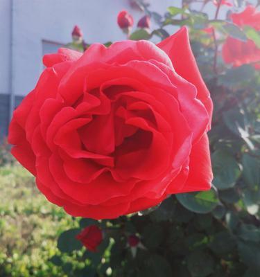 月季（探寻月季花盛开背后的品质之美）
