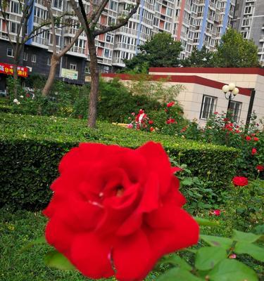 月季花的含义与象征（用花语传达情感与意义）