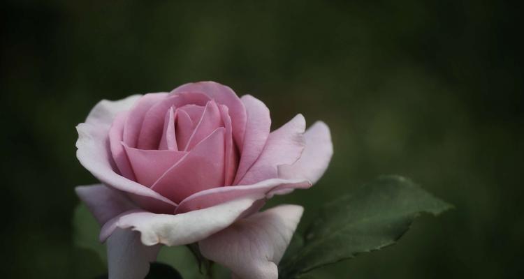 月季花的花语及其意义（探寻月季花的多彩语言与象征）