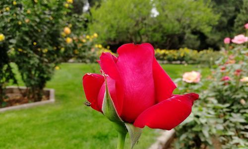 月季花的花语及其意义（探寻月季花的多彩语言与象征）