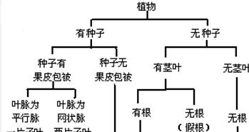 枫香树与三角枫的区别（探究两种树种的特征与生态习性）