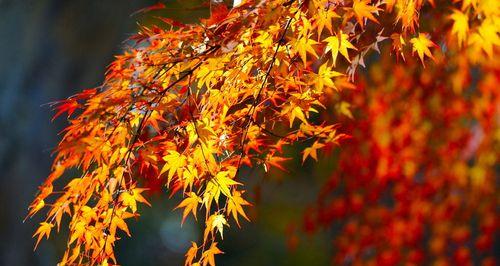 枫叶和红叶——美丽的秋季植物（探秘枫叶和红叶的特点与生长习性）