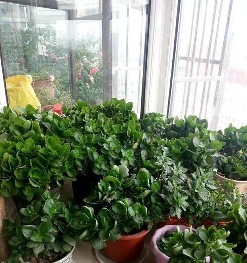 封闭阳台的花卉植物养殖指南（打造绿色家居空间）