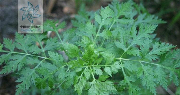 探秘封古草的神秘面纱（揭开封古草的种类）