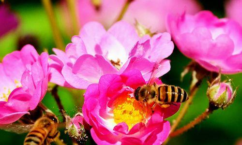蜂蜜水浇花指南（适合哪些花种）