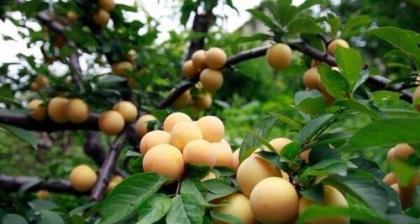 蜂糖李的种植条件与要求（适宜的种植区域）