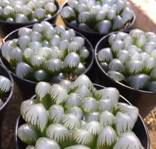 蜂窝煤在多肉种植中的应用（可持续性种植新方式）
