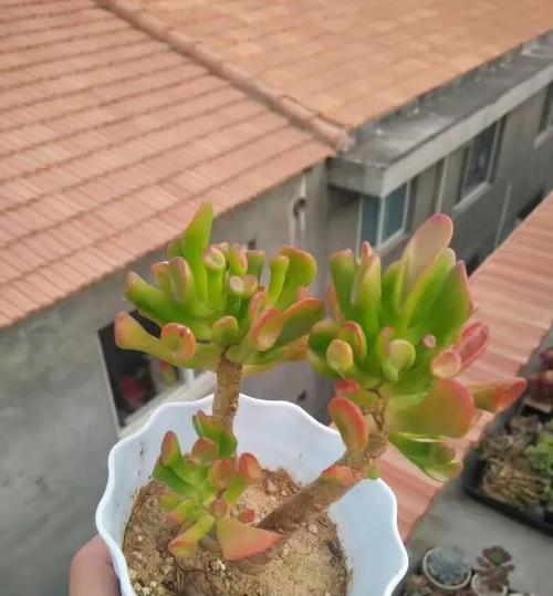 蜂窝煤在多肉种植中的应用（可持续性种植新方式）