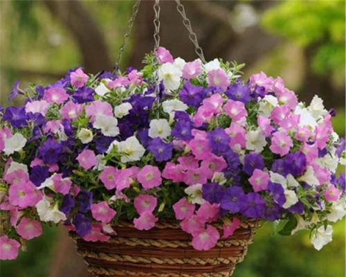 重瓣矮牵牛的花语与寓意（探秘重瓣矮牵牛的独特语言）