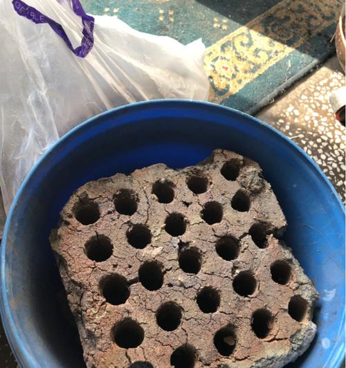 蜂窝煤渣（利用蜂窝煤渣种出美丽的花朵）