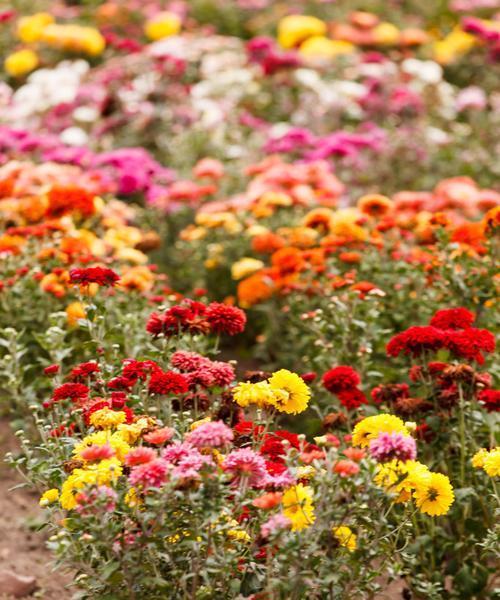 重瓣菊花的花语和象征（揭示花园中重瓣菊花的内涵与意义）