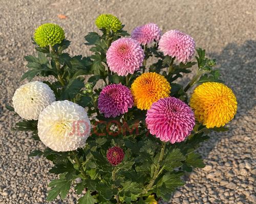 重瓣菊花的花语和象征（揭示花园中重瓣菊花的内涵与意义）