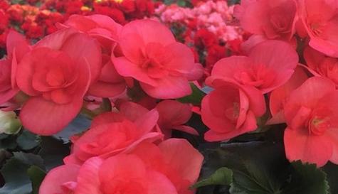 竹节海棠的花语和寓意（探索竹节海棠的文化内涵与象征意义）