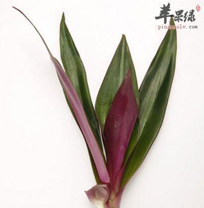 紫背万年青花语（以紫背万年青花语为窗口）