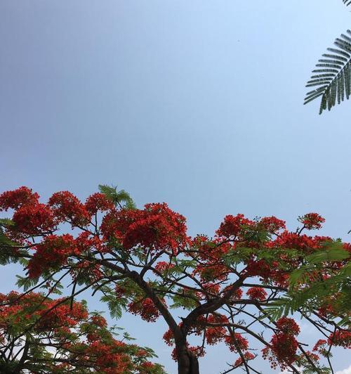 凤凰花——热带之美（了解凤凰花的形态）