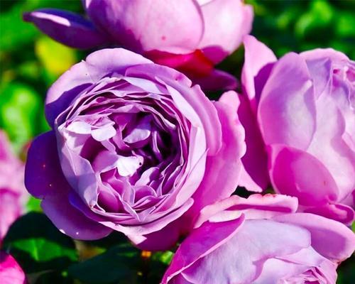 紫色的月季花语——美丽与神秘的代表（探寻紫色月季花的意义与传说）