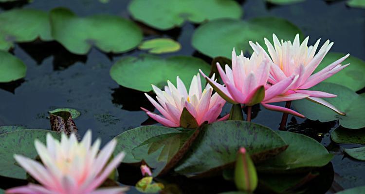 紫睡莲的花语——坚韧与希望（探寻紫睡莲的花语之美）