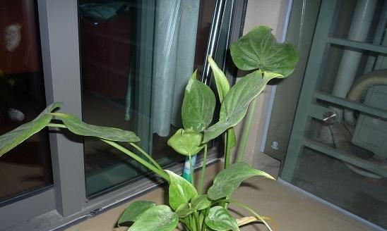 凤梨怎么浇水（科学浇水让凤梨长势更旺盛）