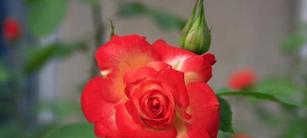 紫月季花语，幸福的寓意（紫月季花语的意义与传承）