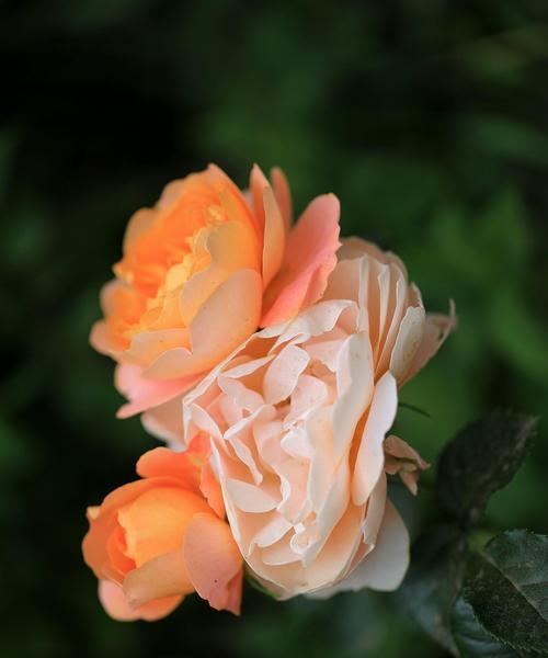 紫月季花语，幸福的寓意（紫月季花语的意义与传承）